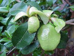 Azalea And Camellia Leaf Gall Walter Reeves The Georgia Gardener
