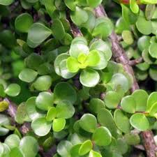 Image result for Portulacaria