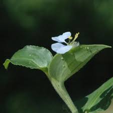 Image result for Commelina petersii
