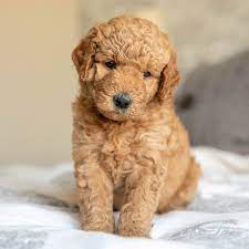 Like all poodle crosses, the goldendoodle goes by many names, including the 'goldipoo', 'goldenpoo', 'groodle', 'curly golden', 'goldenoodle', 'goldoodle', or the somewhat less appealing. Mini Goldendoodle Puppies For Sale Adopt Your Puppy Today Infinity Pups