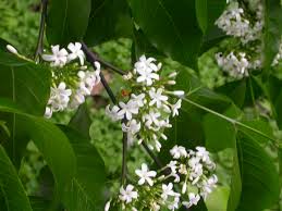 Image result for Holarrhena floribunda