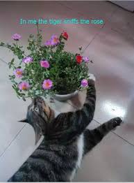 In Me The Tiger Sniffs The Rose Animals Rose Cats