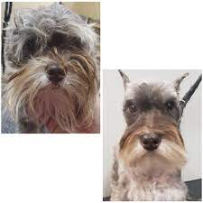 Miniature Schnauzer Makeover Dog Grooming Dog Groomers Paw