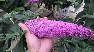 We did not find results for: Pugster Pink Butterfly Bush Youtube