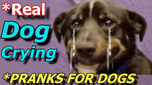 Animal dog beagle female bark11. Puppy Crying Sound Puppy Crying Sound Effect To Stimulate Your Dog Youtube