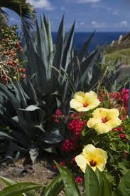 A plant like japanese banana or taro will produce wide leaves that spread to cover a healthy hunk of surface. Tropic Gardens Gardening In A Tropical Climate