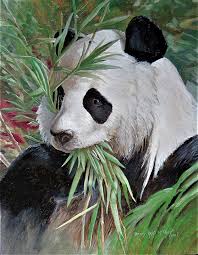 Image result for Panda oleosa