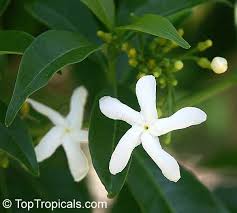 Image result for Tabernaemontana brachyantha