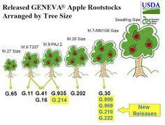 15 Best Apple Rootstock Images In 2019