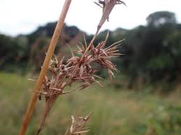 Image result for Cymbopogon nardus