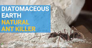 Diatomaceous earth is a purely mechanical pesticide and it which pests does diatomaceous earth control? Kill Ants Naturally With Diatomaceous Earth Essential Home And Garden