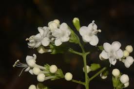 Image result for Clerodendrum silvanum