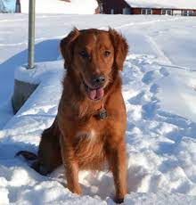 Maybe you would like to learn more about one of these? Golden Retriever Puppies Dominator Dogs