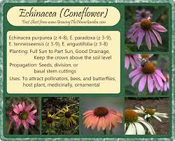 Growing The Home Garden A Few Facts About Echinacea Garden Help Echinacea Propagating Plants