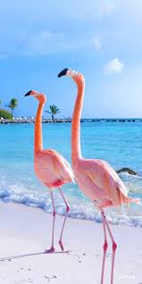 Flamingo Beach Art Photography Photography Prints Art Flamingo Pictures