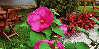 Check spelling or type a new query. Ibiscus Cura Potatura E Fioritura Di Questa Pianta