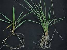 Image result for Alloteropsis