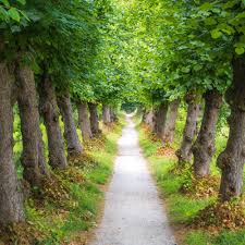 Choose from over a million free vectors, clipart graphics, vector art images, design templates, and illustrations created by artists worldwide! Green Road Pictures Download Free Images On Unsplash