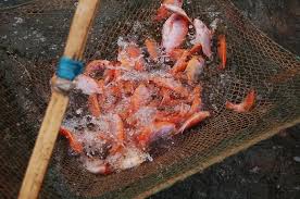 Cara Budidaya Ikan Nila Di Kolam Terpal Ikan Merah Panen