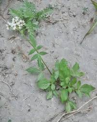 Image result for Valeriana