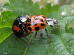 If you have these bugs in your basement, you should. Harlequin Ladybird Norfolk Wildlife Trust