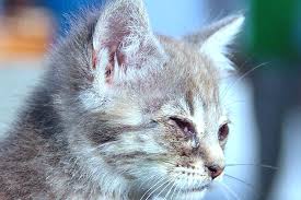 Penyakit mata yang paling sering dialami oleh kucing adalah belekan, namun masih banyak penyakit mata lainnya yang perlu anda ketahui beserta penyebab dan cara mengobatinya (lengkap) yuk langsung saja kita simak ulasan selengkapnya ! Cara Mudah Merawat Anak Kucing Yang Mengalami Jangkitan Mata The Mamamiaow