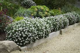 Hedge Experiments Gardendrum Garden Hedges Landscaping Plants Evergreen Plants