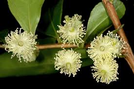 Image result for Aphloia theiformis