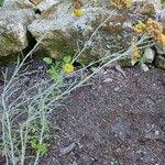 Image result for Helichrysum stenopterum