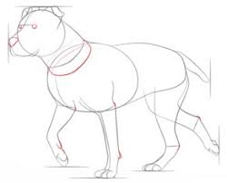 Hund Pitbull Zeichnen Lernen Schritt Fur Schritt Tutorial Zeichnen Leicht Gemacht
