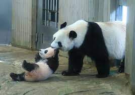 Jun 04, 2021 · 上野動物園のジャイアントパンダのシンシンに妊娠の兆候がみられることがわかりました。 きょうから、およそ5カ月ぶりに再開する上野動物園に嬉しいニュースが入ってました。 æ­¢ã¾ã‚‰ãªã„ã‚·ãƒ£ãƒ³ã‚·ãƒ£ãƒ³ãƒ•ã‚£ãƒ¼ãƒãƒ¼ ä¸Šé‡Žã®ãƒ'ãƒ³ãƒ€ ãªãœäººæ°— ãƒãƒ•ãƒã‚¹ãƒˆ