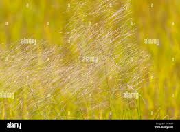 Image result for Aristida meridionalis