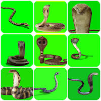 Esta animación te sorprenderá, con una . Updated Vfx Snakes Effect Snake Green Screen Videos Mod App Download For Pc Android 2021