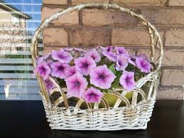 38 Different Types Of Petunias And Why You Should Grow Them