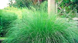 Image result for Eragrostis pallens