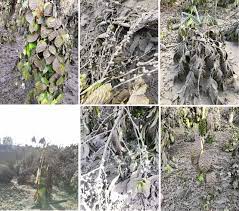 The taal volcano is one of the country's smallest but most active volcanoes. Da Bulletin No 3 Damage In Agriculture Now At Php 577 59 Million Da Prepares Immediate Assistance To Farmers And Fisherfolk Affected By The Taal Volcano Eruption Official Portal Of The Department Of Agriculture