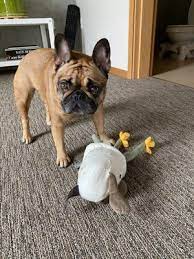Signs of pet allergy include those common to hay fever, such as sneezing and runny nose. Animal Allergy And Ear Clinic 22 Photos 28 Reviews Veterinarians 13025 Sw Millikan Way Beaverton Or United States Phone Number Yelp