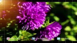 Aster Flower Name In Telugu Language Best Flower Wallpaper