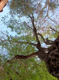 Image result for Berchemia discolor