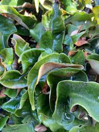 Image result for Pyrrosia rhodesiana