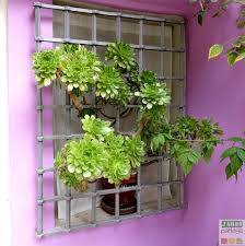 Aeonium Arboreum Culture Entretien En Pot Jardipartage En 2020 Idees Jardin Plantes Grasses Plante