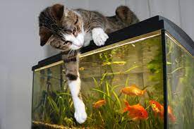 Five Ways To Keep Your Family's Pet Fish Alive