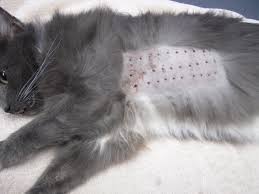 They can simply sneeze more due to physical irritation from pollen. Skin Testing Aadc Animal Allergy Dermatology Clinic