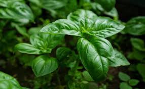 See more ideas about planting flowers, flower garden, beautiful flowers. Top 15 Spiritual Plant