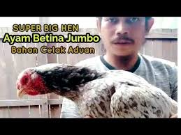 Super Biggest Hen Ayam Betina Besar Koleksi Saya Bahan Cetak Ayam Aduan Youtube Ayam Betina Hewan Betina
