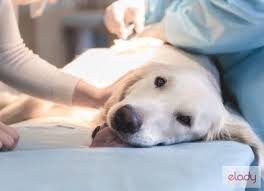 Sunt maidanezii purtatori de boli ? Animale De Companie Boli De Ficat La Caini Si Catei Simptome