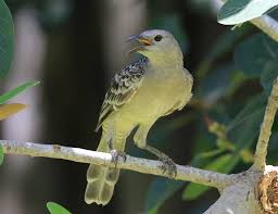 Another From Townsville Qld Australia On 20 Feb 2019 Great Bowerbird Ornithology Animals Birds