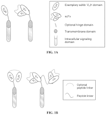 Chimeric antigen receptors based on single domain antibodies and methods of  use thereof Patent Grant Fan , et al. March 2, 2 [Legend Biotech USA Inc.]