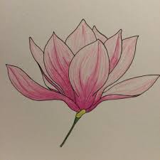 Magnolia flower vector outline sketch. Magnolia Flower Pencil Drawing Novocom Top