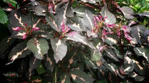 Maybe you would like to learn more about one of these? Mengenal Dua Jenis Tanaman Daun Ungu